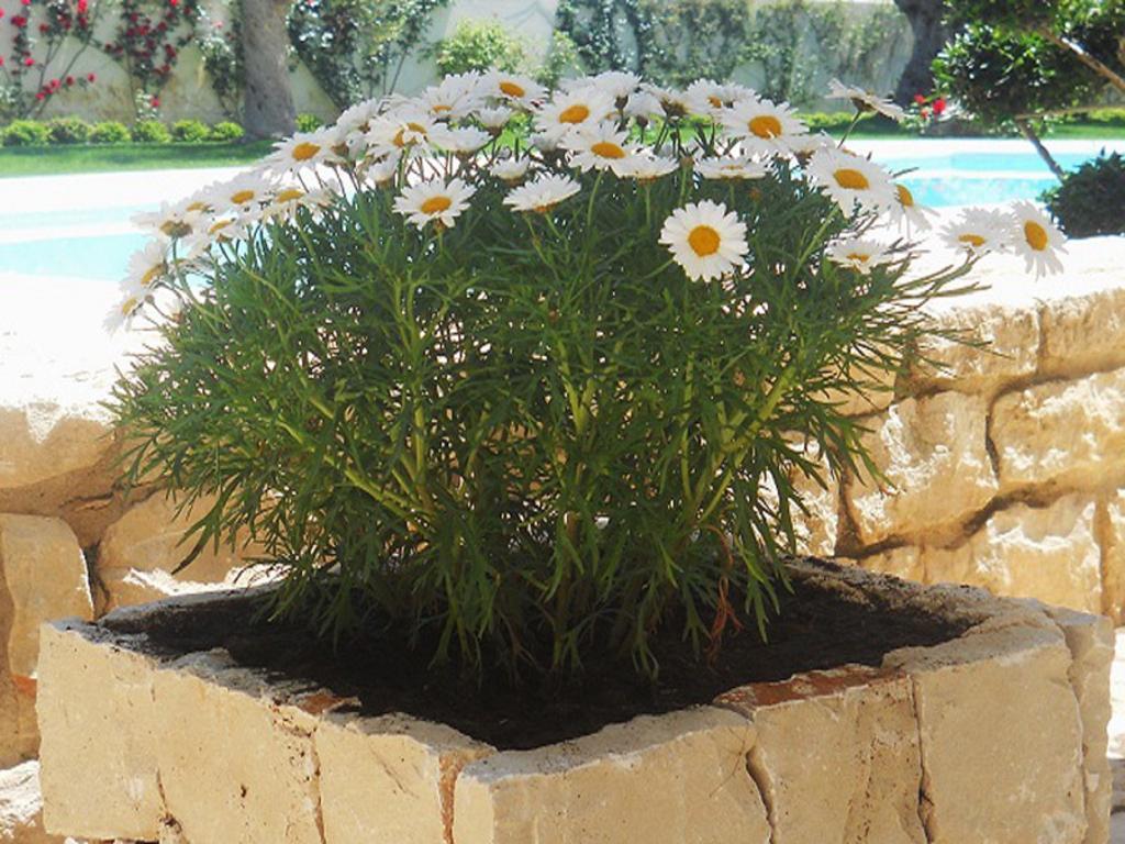 Willa Il Giardino Dei Carrubi Donnalucata  Zewnętrze zdjęcie